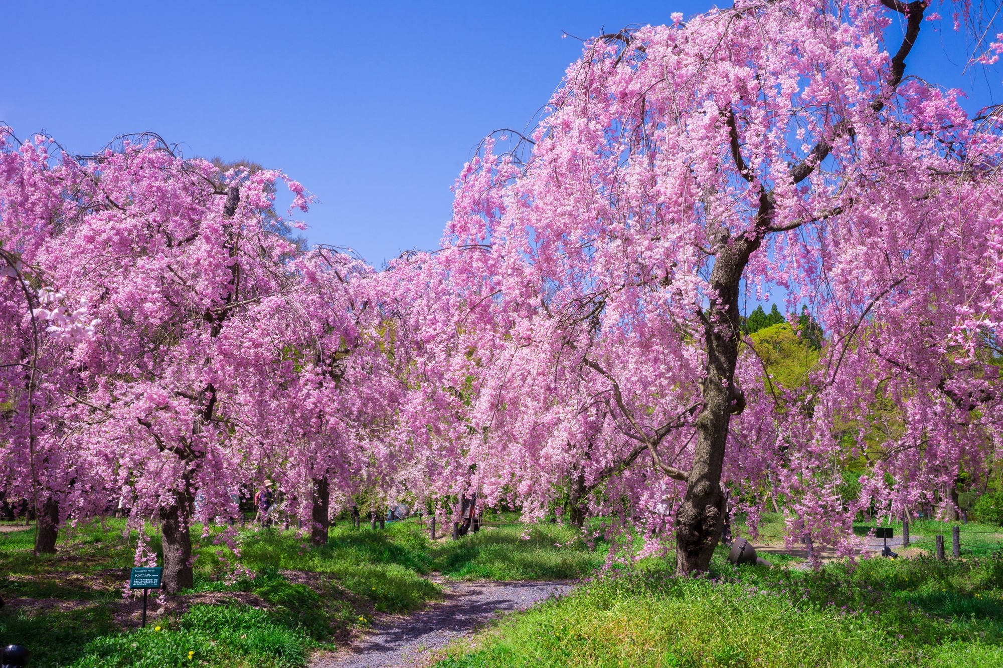 Two weeping cherry trees at the Kyoto Botanical Gardens