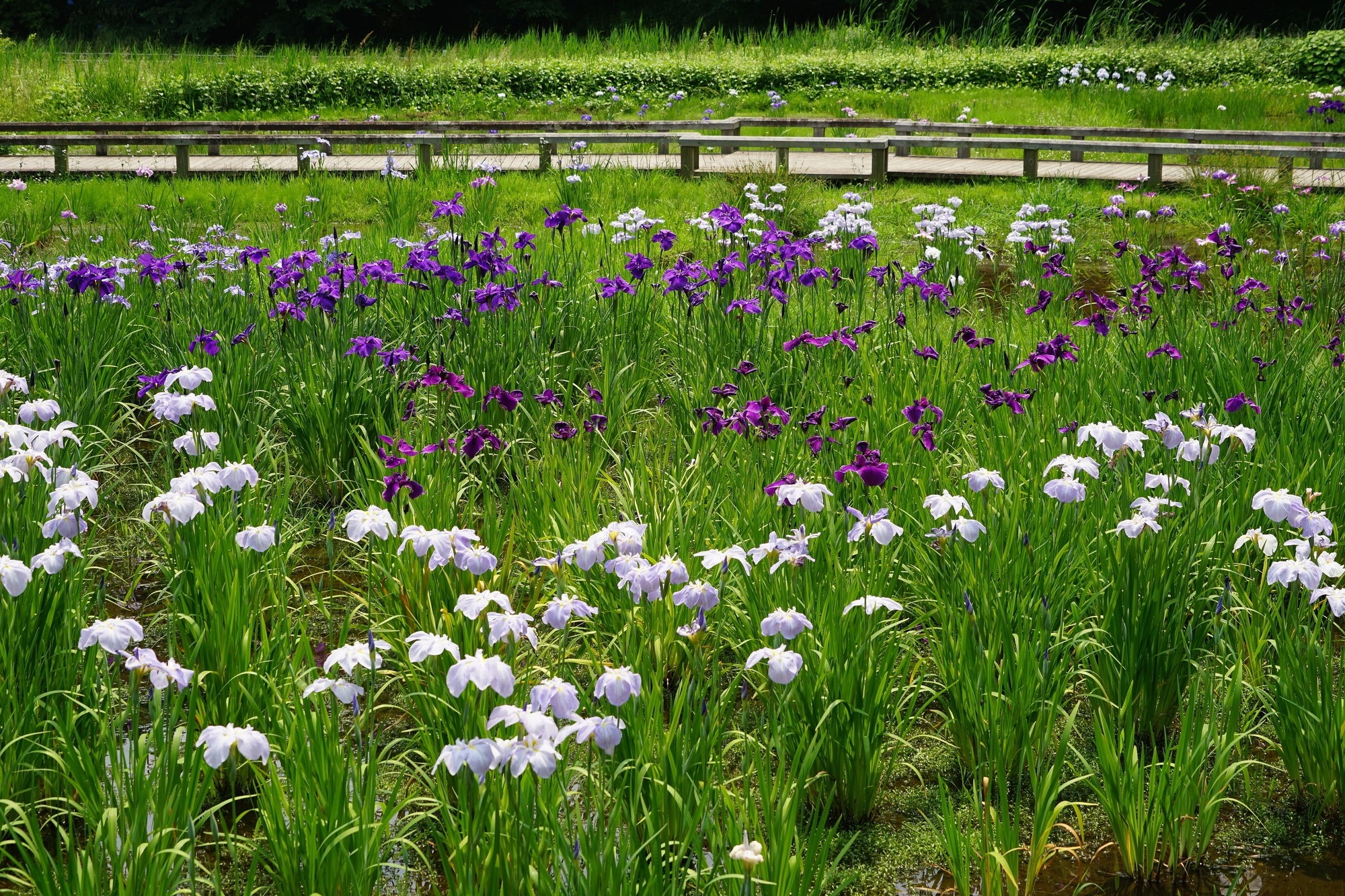 Purple and white irises at the Jindai Botanical Gardens