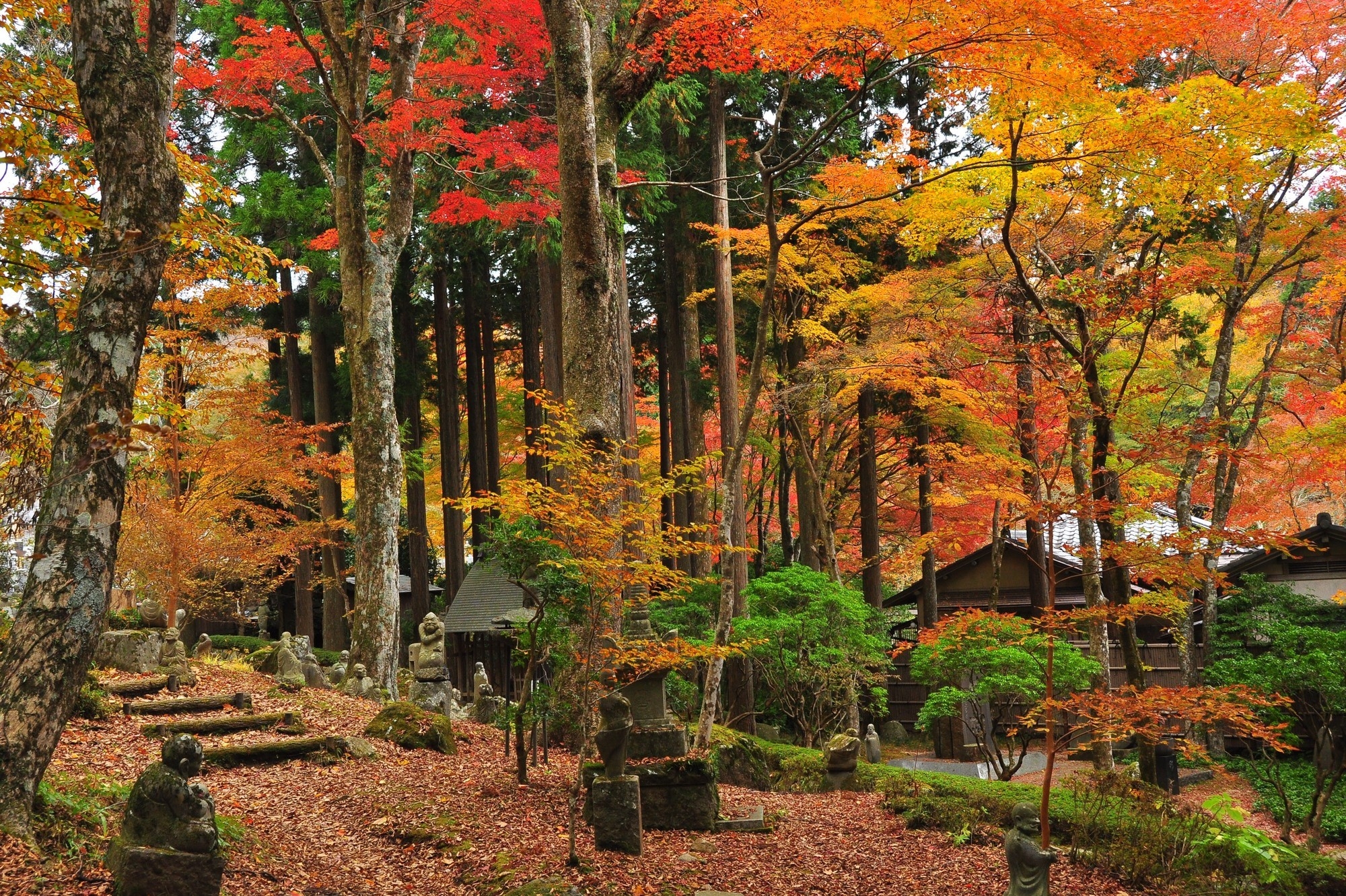 Trees of autumn leaves in Hakone Sengokuhara