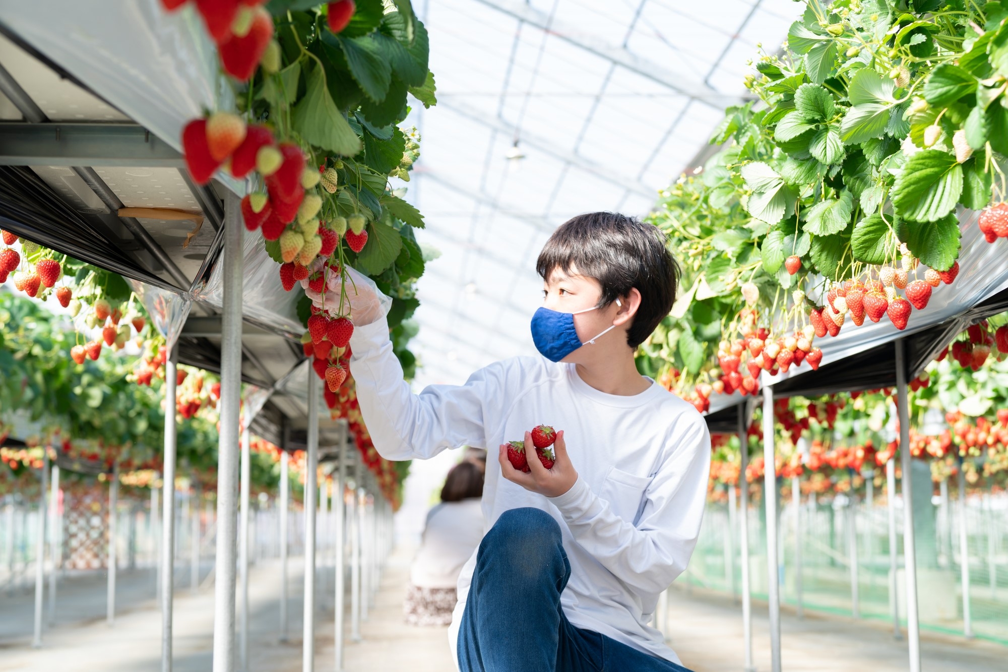 A boy enjoying strawberry picking