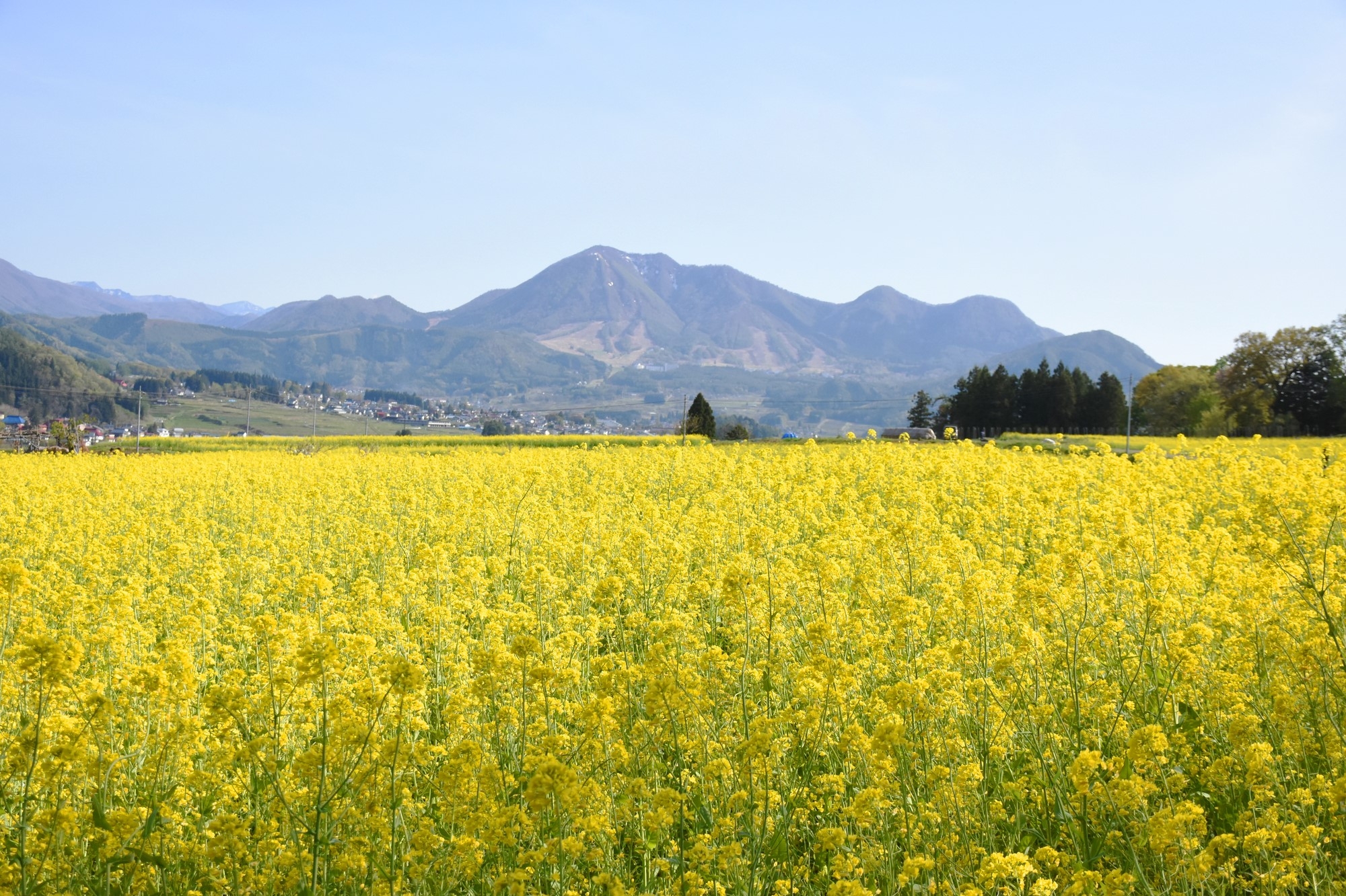 Spectacular spot filled with canola flowers