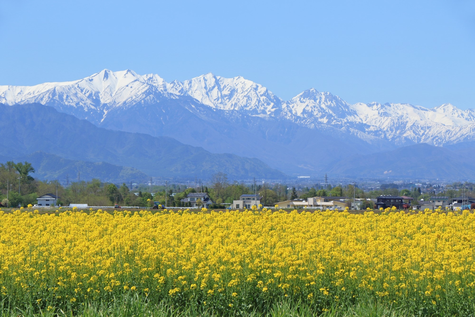 Tateyama Mountain Range behind a field of bright yellow rapeseed blossoms.