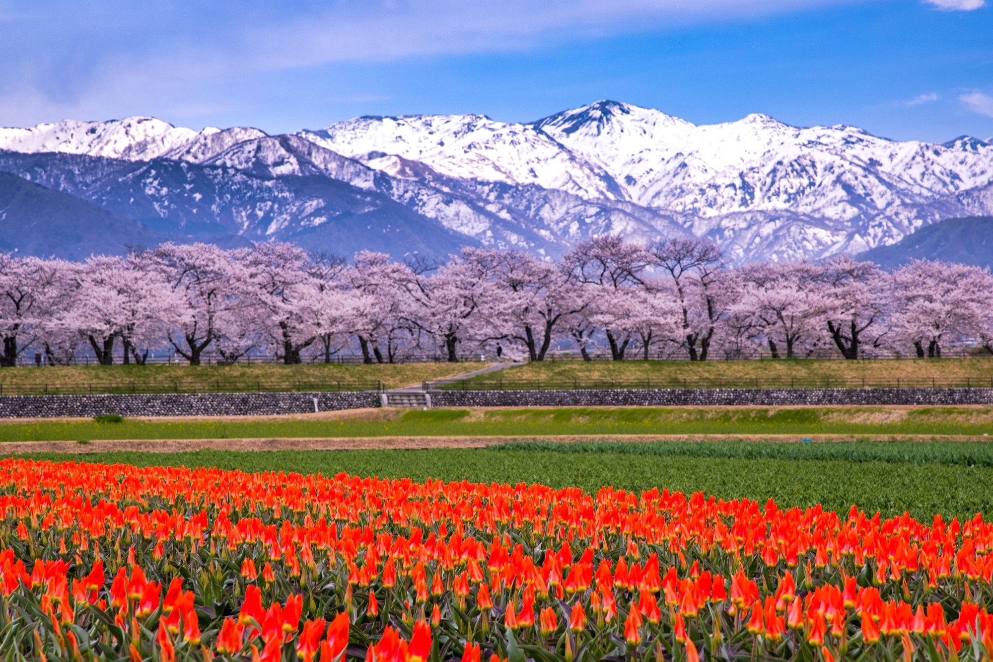 Pink cherry blossoms and red tulips in front of the Tateyama Mountain Range