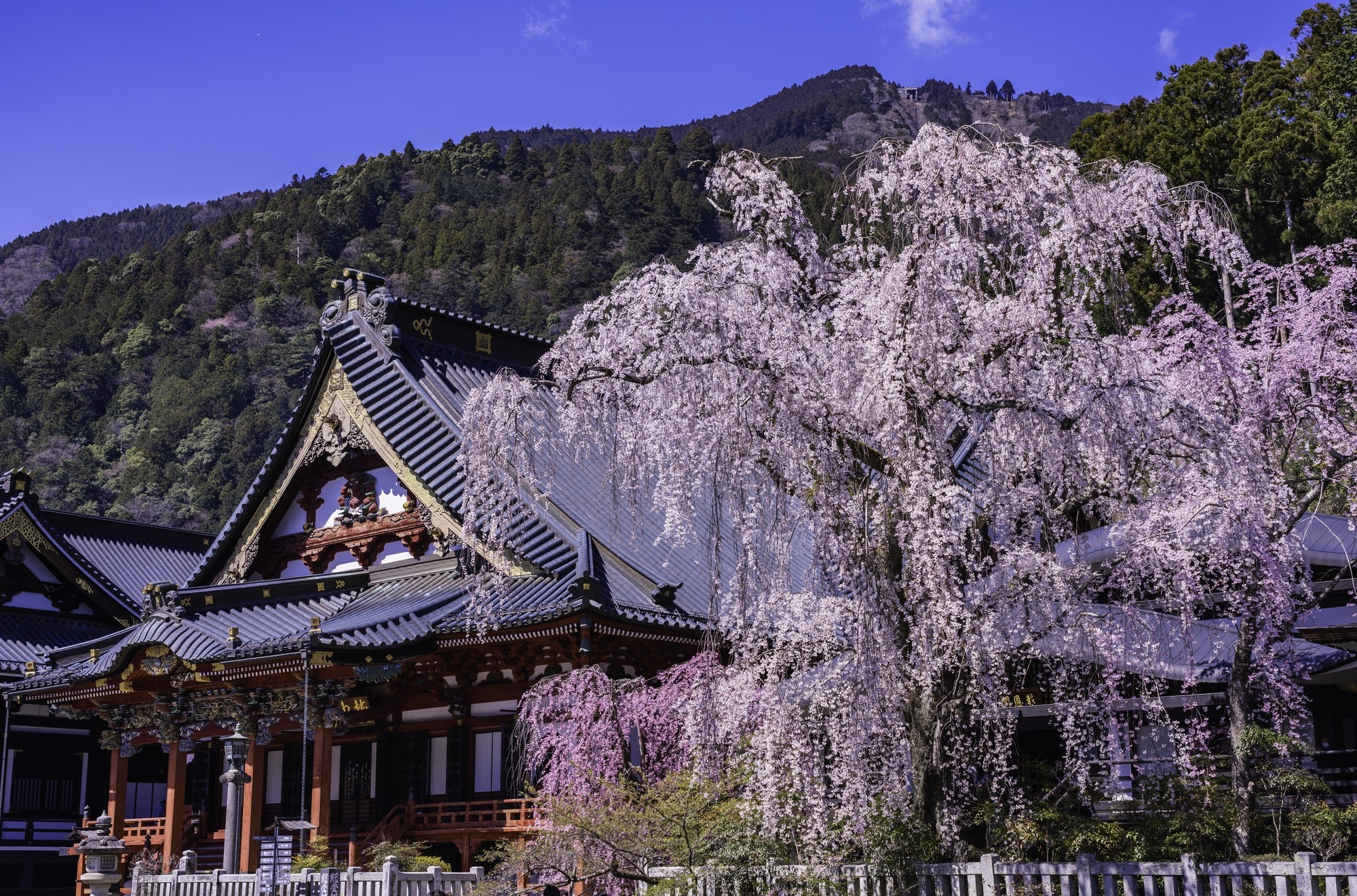 Weeping cherry blossoms blooming on the temple grounds