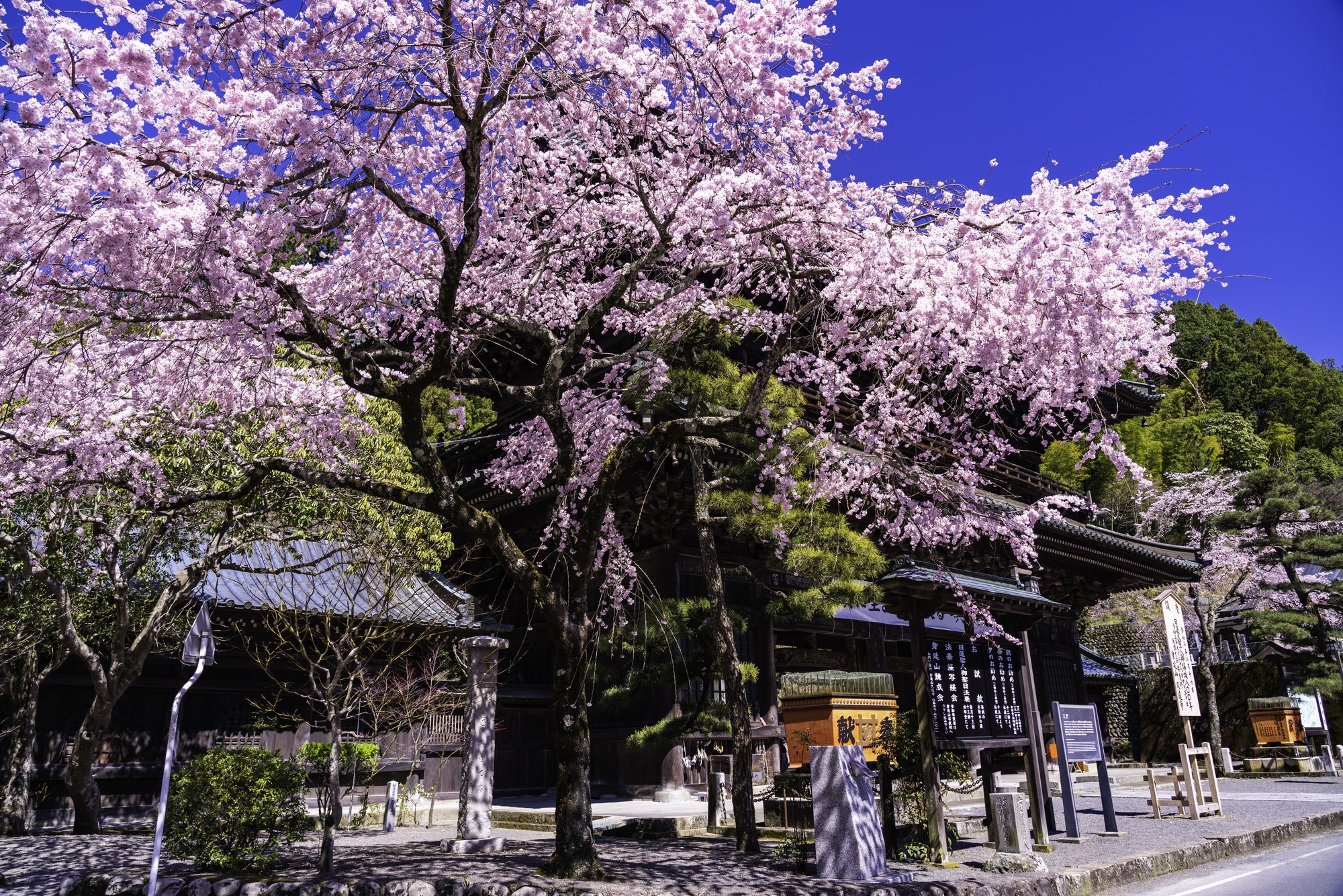 Weeping cherry blossoms blooming at the temple entrance