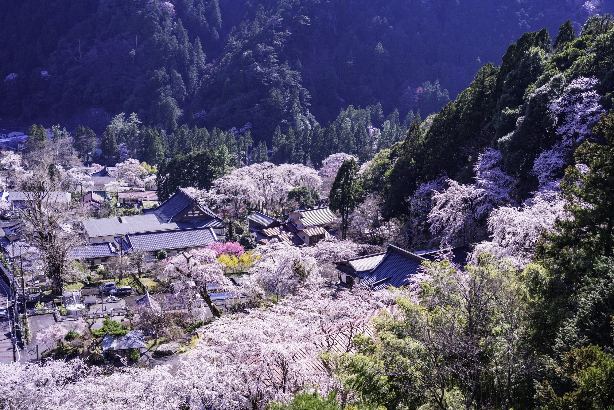 Cherry blossoms blooming surrounding Kuonji Temple