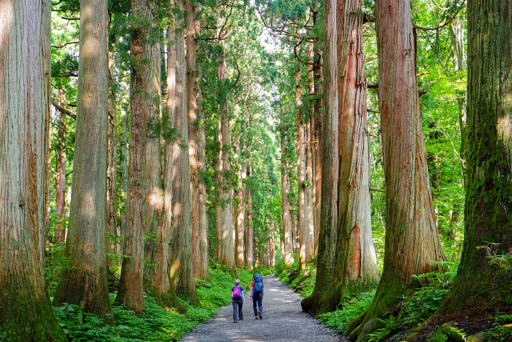 Ancient cedars lining the path to the shrines.